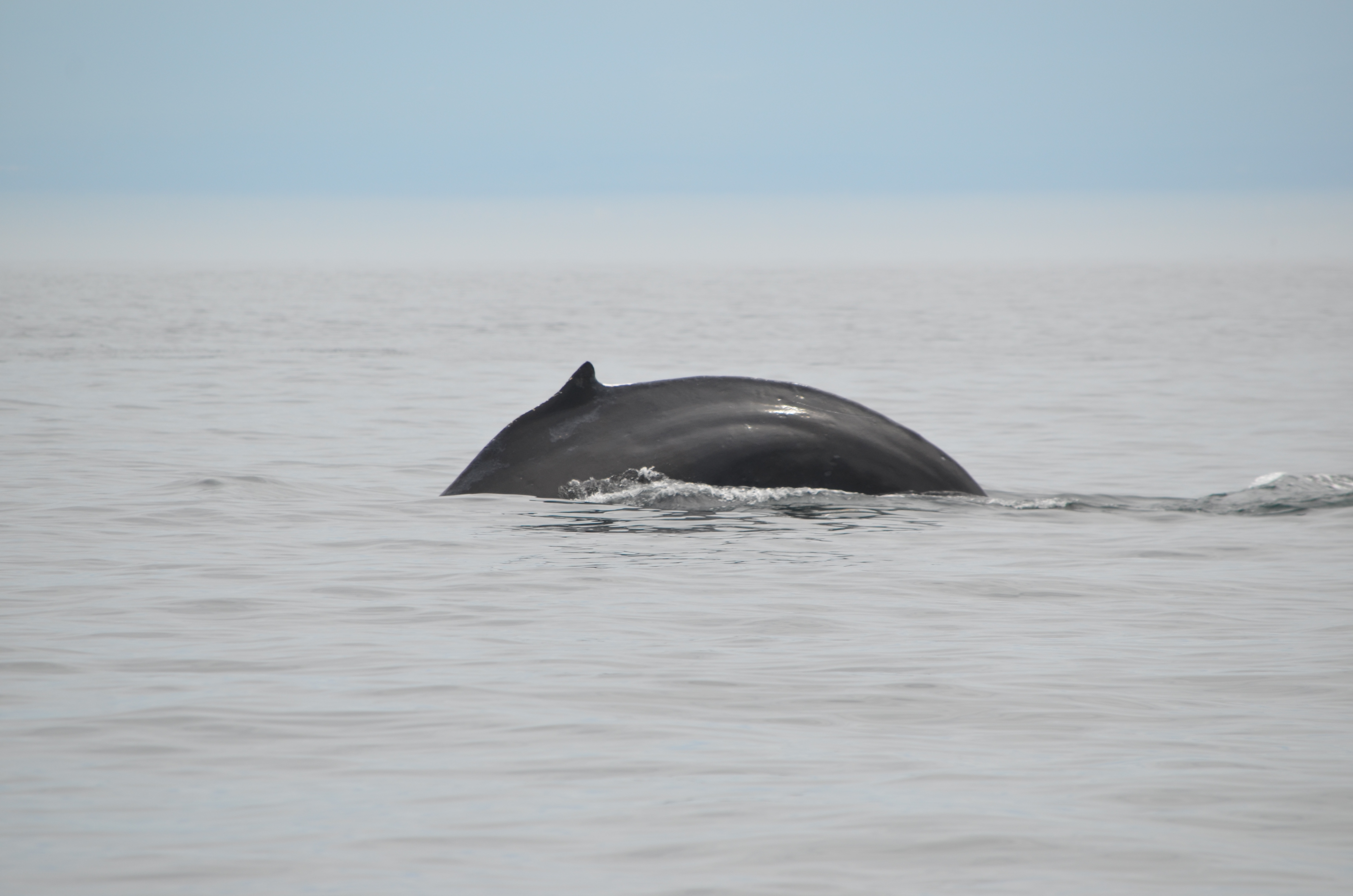 photos/wildlife/Mammal_Species/Humpback Whale/DSC_0146.JPG